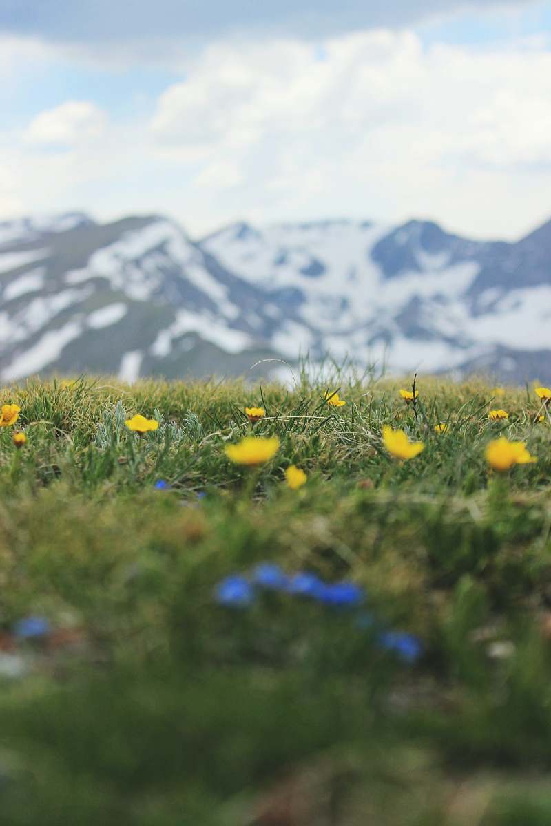 united states shallow focus photo of yellow flowers nature